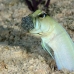 jawfish_yellowhead_bcf_nwp_v_0104_tci2029.jpg